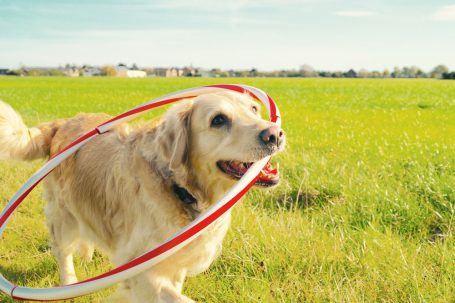Fröhlicher Hund mit Hula-Hoop-Reifen in einem grünen Feld