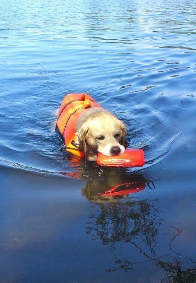 Hund schwimmt in See und apportiert Dummy