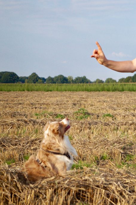 Hund schaut aufmerksam auf die Hand eines Menschen im Feld