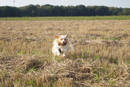 Ein fröhlicher Hund rennt durch ein offenes Feld