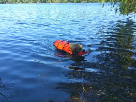 Hund in orangener Schwimmweste holt eine Dummy aus See in Wassenberg