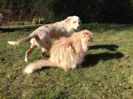 Hund und Kater spielen im sonnigen Garten
