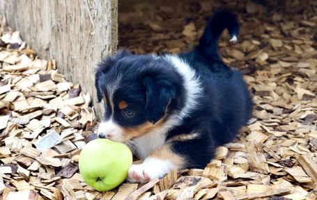 Hundewelpe mit Apfel beim Welpentraining