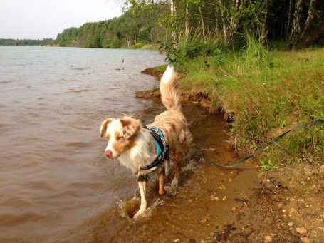 Hund mit blauem Geschirr steht im Wasser am Ufer eines Sees