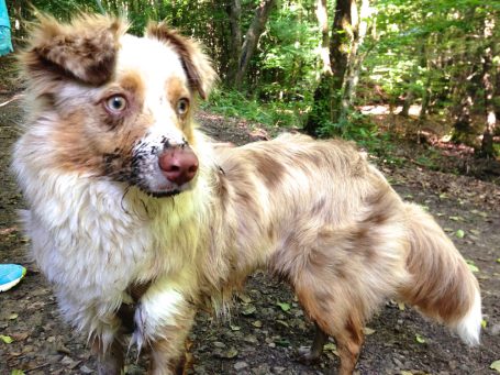 Hunde mit Schlamm im Gesicht steht im Wald
