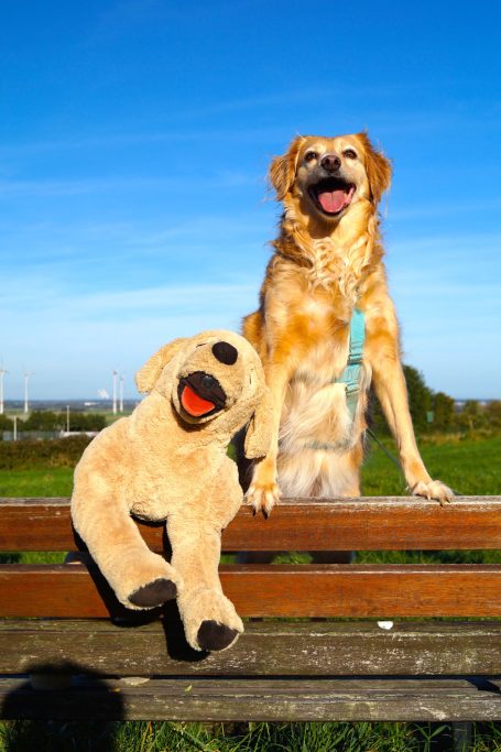 Hund und Stofftier sitzen auf einer Bank im Park