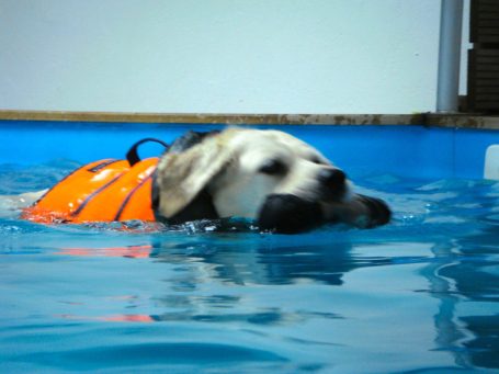 Hund mit orangefarbener Schwimmweste schwimmt im Pool