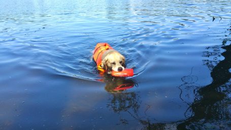 Hund schwimmt in einem ruhigen Gewässer
