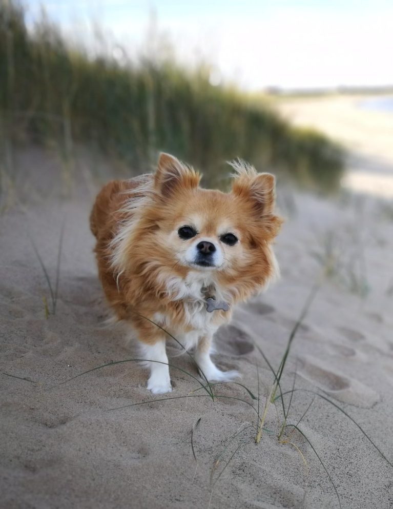 Kleiner Hund steht am Strand während Spaziergangs