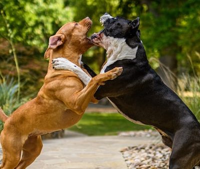 Zwei aggressive Hunde