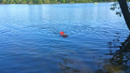 Hund in Schwimmweste apportiert Dummy aus See