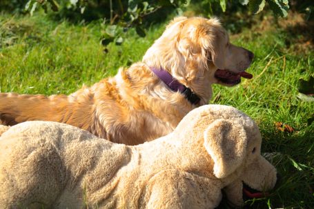 Hund liegt neben einem großen Stofftierhund auf grünem Gras