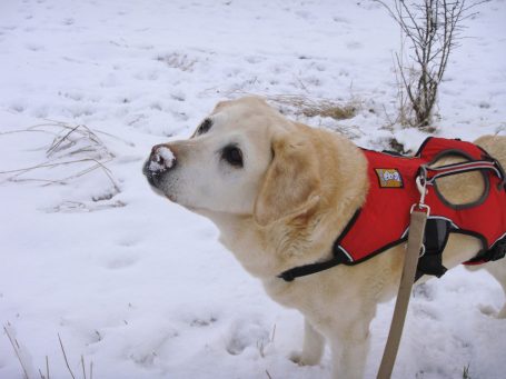 Hund mit rotem Geschirr im Schnee in Heinsberg