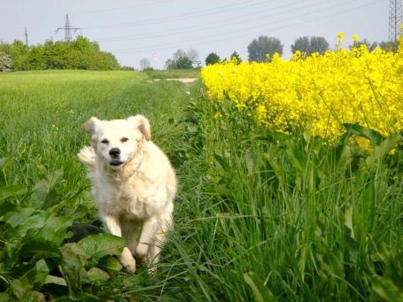 Heller Hund läuft durch ein grünes Feld in Wassenberg mit gelben Blumen