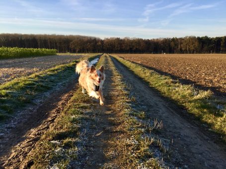 Ein flauschiger Hund läuft fröhlich einen Feldweg entlang