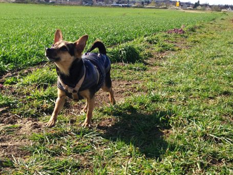 Hund mit Geschirr steht auf grüner Wiese