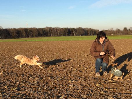 Hundetrainerin mit zwei Hunden auf einem Feld mit grünem Wald im Hintergrund