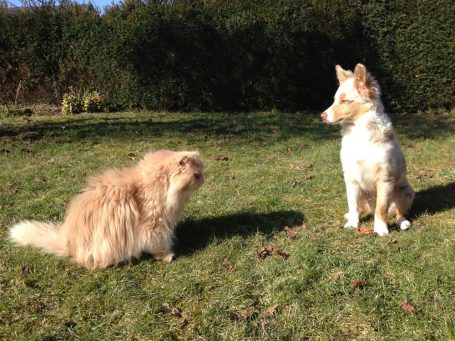 Katze und Hund sitzen auf einer grünen Wiese mit Laub