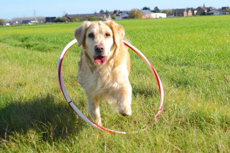 Goldener Retriever springt durch Hula-Hoop-Reifen auf grüner Wiese