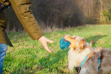 Hundetrainer streckt die Hand zu einem Hund aus