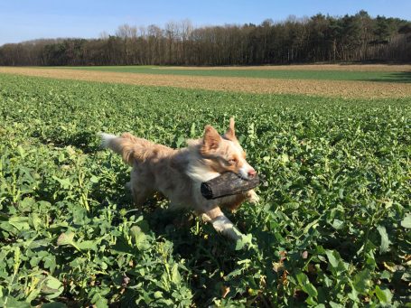 Hund springt durch grünes Feld in Wassenberg mit Dummy im Maul