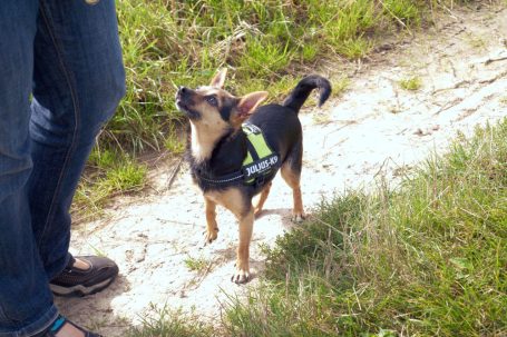 Kleiner Hund mit grünem Geschirr steht auf sandigem Weg und schaut zu einer Person