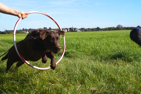 Brauner Labrador springt durch einen Hula-Hoop-Reifen auf einer grünen Wiese