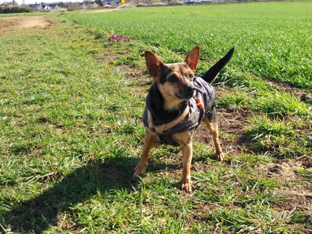 Kleiner Hund spielt auf Wiese in Wassenberg und schaut zu Besitzer