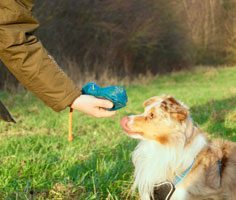 Hund mit Dummy beim Training auf der Wiese