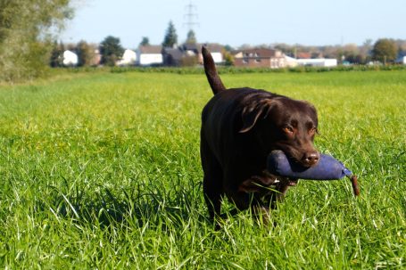 Labrador hält ein blaues Dummy im Maul auf einer grünen Wiese