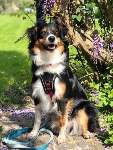 Australian Shepherd Leilani im Garten neben einem Baum