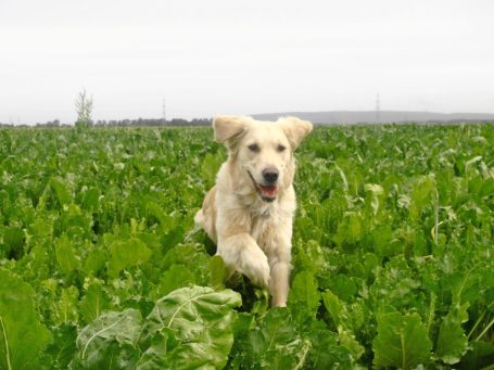 Golden Retriever springt in grünem Kohlfeld