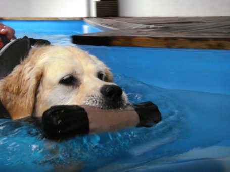 Golden Retriever schwimmt mit Dummy im Maul in einem blauen Pool