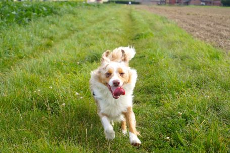 Kleiner Hund läuft auf Besitzer zu auf Wiese in Erkelenz