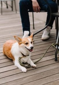 Hund liegt neben Tisch bei Besitzern