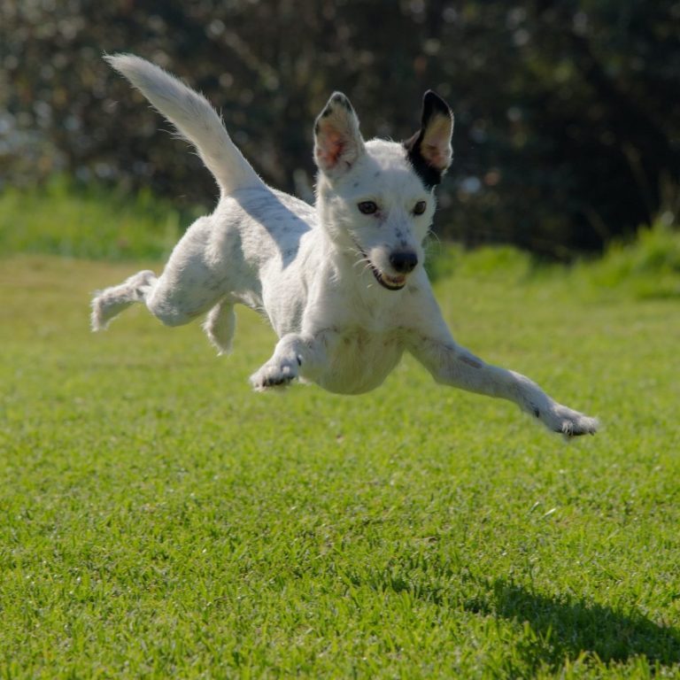 Hund springt draußen auf einer Wiese