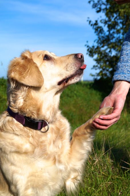 Golden Retriever hält Pfote in Menschenhand im Freien