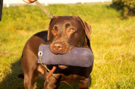 Hund mit Apportierdummy im Maul auf einer Wiese