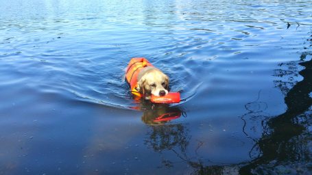 Hund schwimmt in einem ruhigen Gewässer