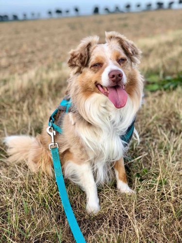 Australian Shepherd Lunis im Feld