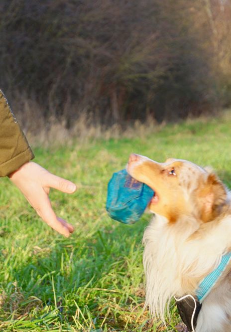 Hund der Dummy von Hundetrainer nimmt