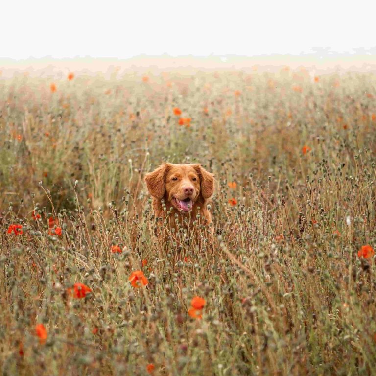 Hund sitzt in Feld während Spaziergangs