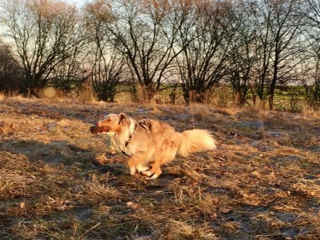 Australian Shepherd läuft zu Hundetrainer in Moenchengladbach