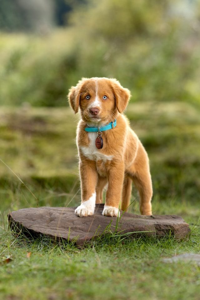 Hundewelpe steht auf einem Stein im Wald beim Spaziergang