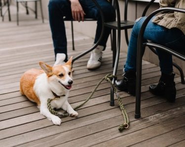 Hund liegt gut erzogen neben Tisch 